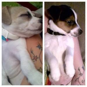 Meet your Posher, Paul